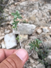 Fendlerella utahensis