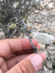 Fendlerella utahensis