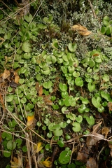 Corybas dienemus