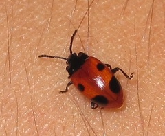 Endomychus biguttatus