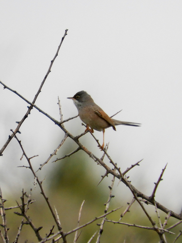 Curruca tomillera (Curruca conspicillata)