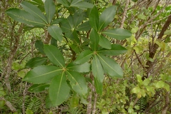 Pseudopanax