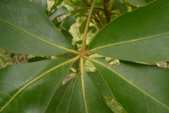 Pseudopanax