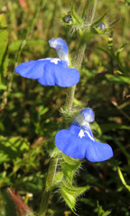 Salvia monantha