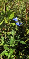 Salvia monantha
