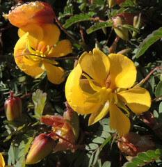 Chamaecrista greggii