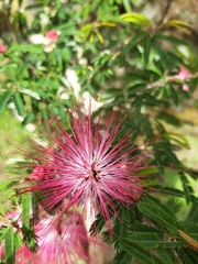 Calliandra tergemina