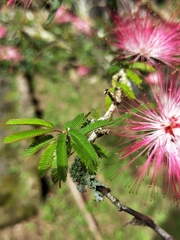 Calliandra tergemina