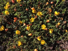 Chamaecrista greggii