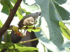 Haemorhous mexicanus