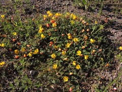 Chamaecrista greggii