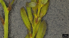 (c) Dan Johnson, some rights reserved (CC BY) Oenothera sinuosa, photograph (c) Dan Johnson, some rights reserved (CC BY)