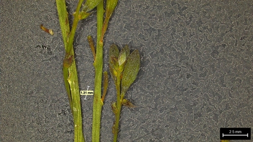 Oenothera sinuosa, photograph 5