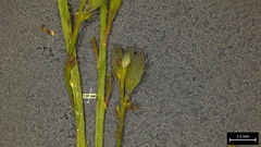 (c) Dan Johnson, some rights reserved (CC BY) Oenothera sinuosa, photograph (c) Dan Johnson, some rights reserved (CC BY)