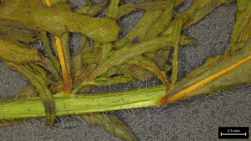 Oenothera sinuosa, photograph 3