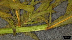 (c) Dan Johnson, some rights reserved (CC BY) Oenothera sinuosa, photograph (c) Dan Johnson, some rights reserved (CC BY)