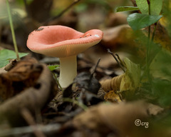 Russula silvicola