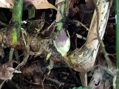 Aspidistra attenuata