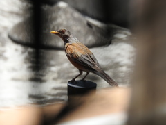 Turdus rufopalliatus