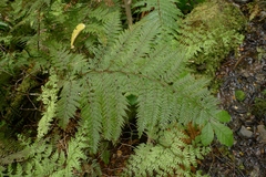 Leptolepia novae-zelandiae