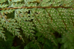 Leptolepia novae-zelandiae