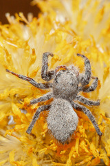 Phidippus octopunctatus