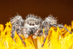 Phidippus octopunctatus
