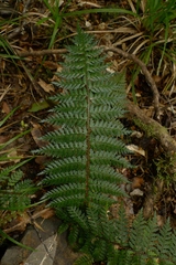 Polystichum silvaticum