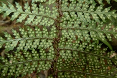 Polystichum silvaticum