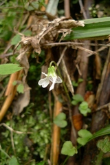 Viola filicaulis