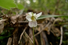 Viola filicaulis
