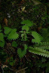 Urtica sykesii