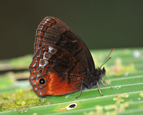 Genus Eretris · iNaturalist