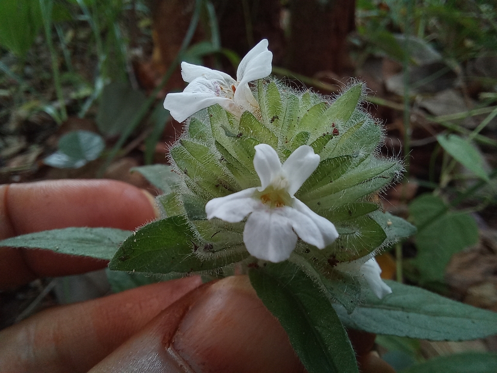 Phaulopsis johnstonii