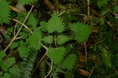 Urtica sykesii