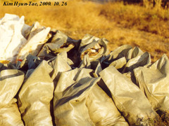 Sibirionetta formosa