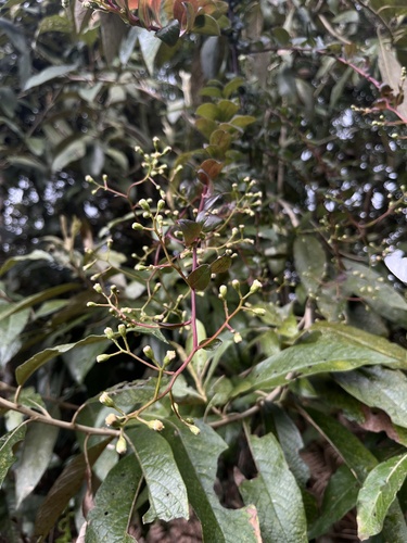 Baccharis bogotensis, photograph 3
