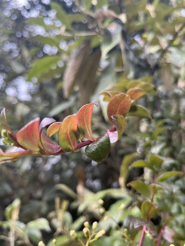 Baccharis bogotensis, photograph 4