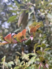 (c) Nicolás Baresch Uribe, some rights reserved (CC BY) Baccharis bogotensis, photograph (c) Nicolás Baresch Uribe, some rights reserved (CC BY)