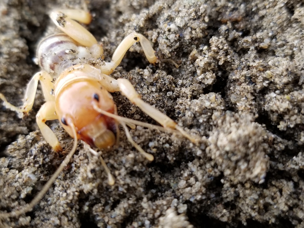 Coachella Valley Jerusalem Cricket
