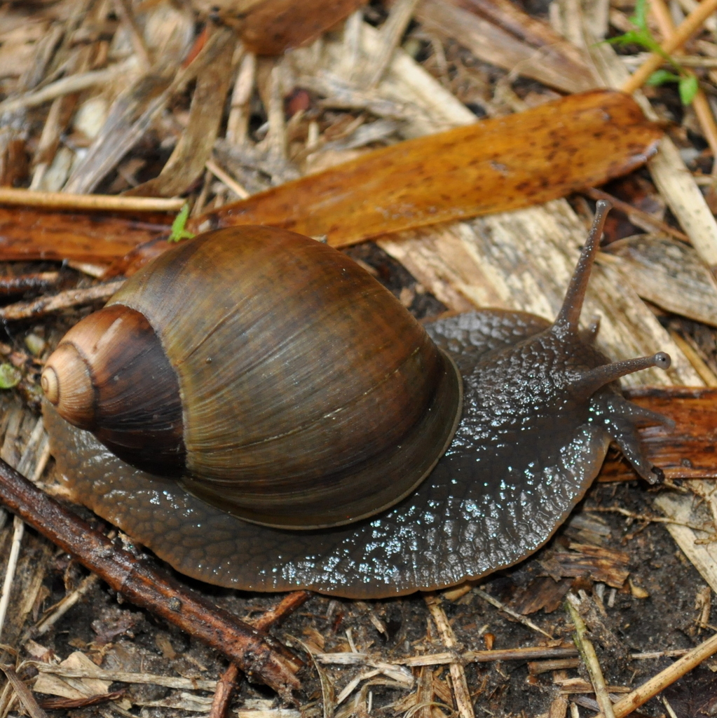 Megalobulimus felipponei