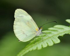 Leptophobia aripa