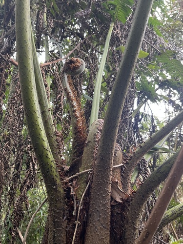 Cyathea tungurahuae