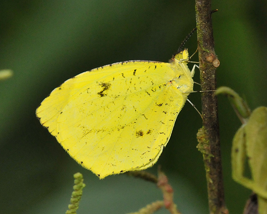 Scarce Yellow