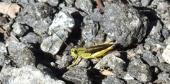Megaulacobothrus aethalinus