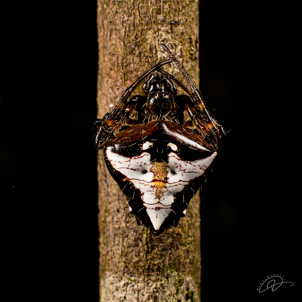 Verrucosa scapofracta