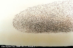 Sibirionetta formosa