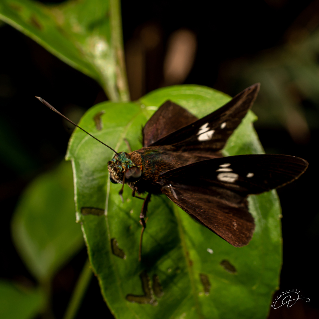 Trimaculata Skipper