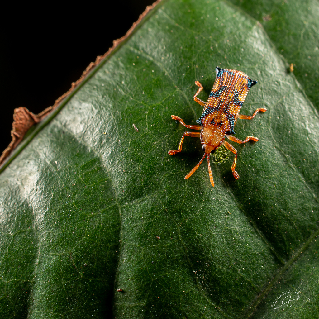 Stethispa rudgeana