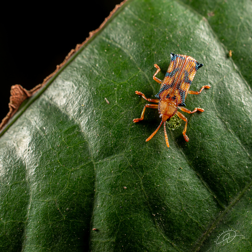 Stethispa rudgeana